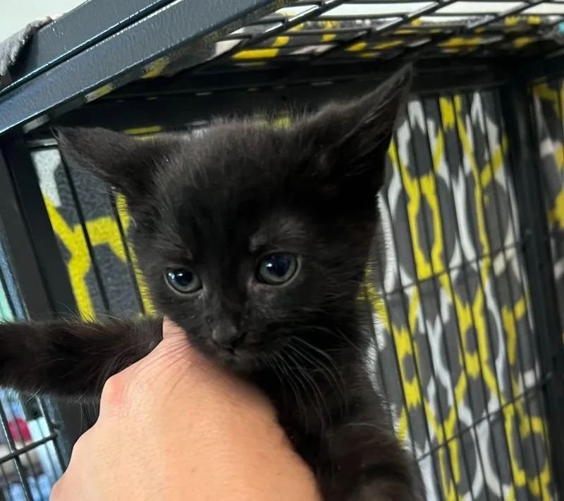 A baby small-sized female Domestic Medium Hair cat named Emmy for adoption in Johnson City, TN