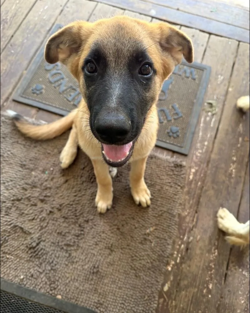 A young large-sized male Apricot / Beige Belgian Shepherd / Malinois dog named Everyone Loves Raymond Litter for adoption in Imlay City, MI