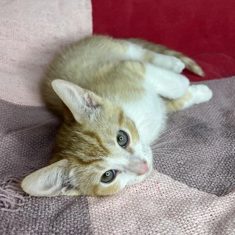 A baby small-sized male Orange / Red Domestic Short Hair cat named MaiTai for adoption in San Antonio, TX