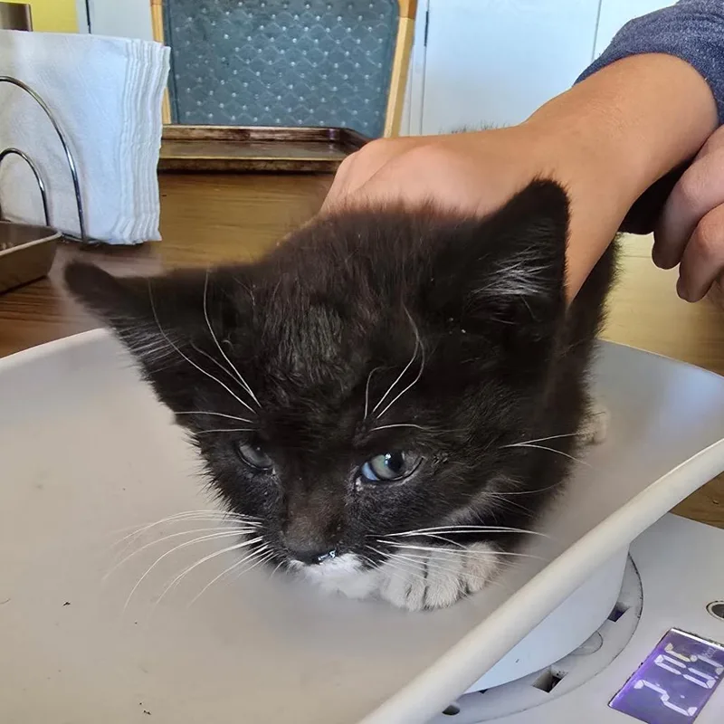 A baby small-sized male Black Domestic Short Hair cat named Finley for adoption in Klamath Falls, OR