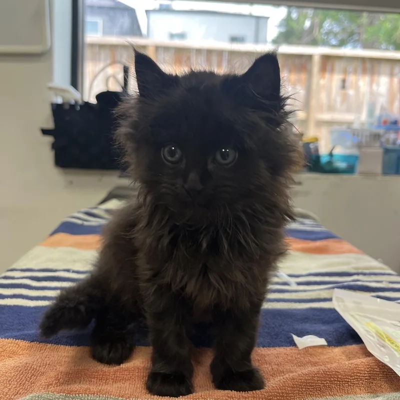 A baby small-sized male Black Domestic Long Hair cat named Gomez Addams for adoption in Houston, TX
