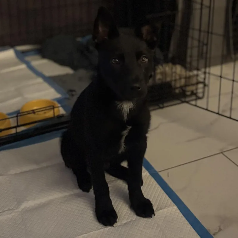 A baby medium-sized male Black Mixed Breed dog named Cleveland for adoption in Houston, TX