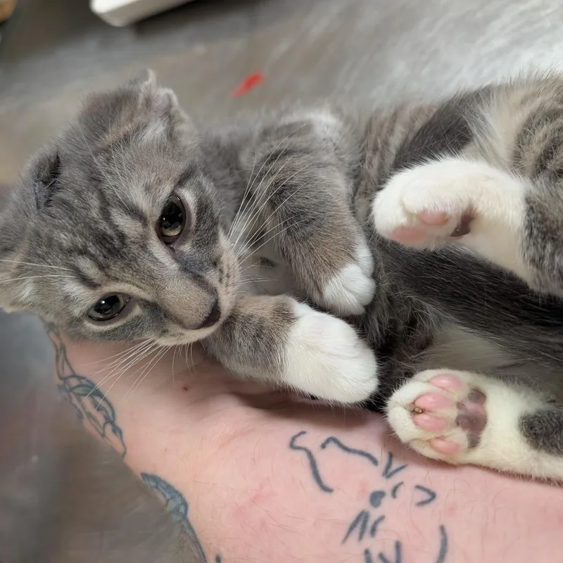 A baby small-sized male Gray / Blue / Silver Domestic Short Hair cat named Graham for adoption in Titusville, FL