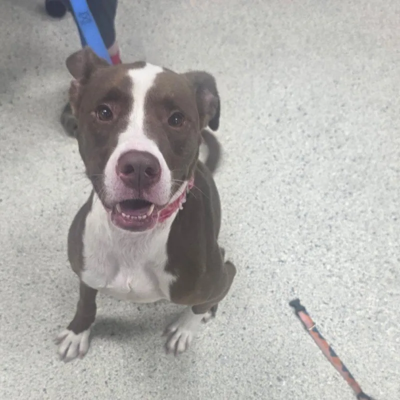 An adult medium-sized female Brown / Chocolate Mixed Breed dog named Cutie for adoption in Jacksonville, FL