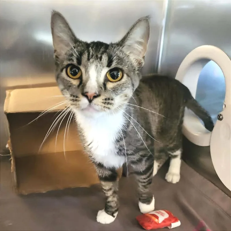 A young medium-sized female Brown / Chocolate Domestic Short Hair cat named Jill for adoption in Belleville, IL