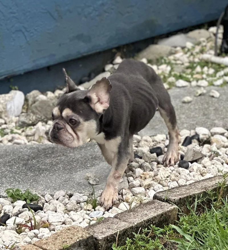 An adult medium-sized male French Bulldog dog named Ollie for adoption in PALM BAY, FL