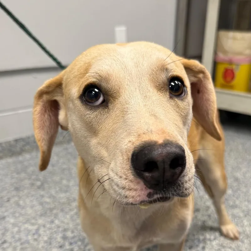 A young medium-sized female Yellow / Tan / Blond / Fawn Mixed Breed dog named Maggy for adoption in Greenville, SC