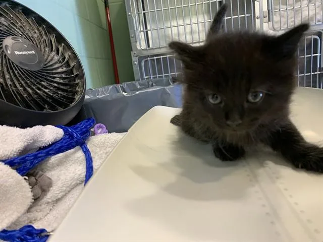 A baby small-sized male Domestic Short Hair cat named Minse for adoption in Grand Prairie, TX
