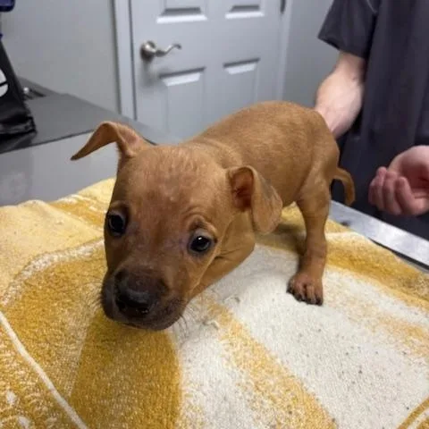 A baby medium-sized female Boxer dog named Bashful for adoption in Corsicana, TX