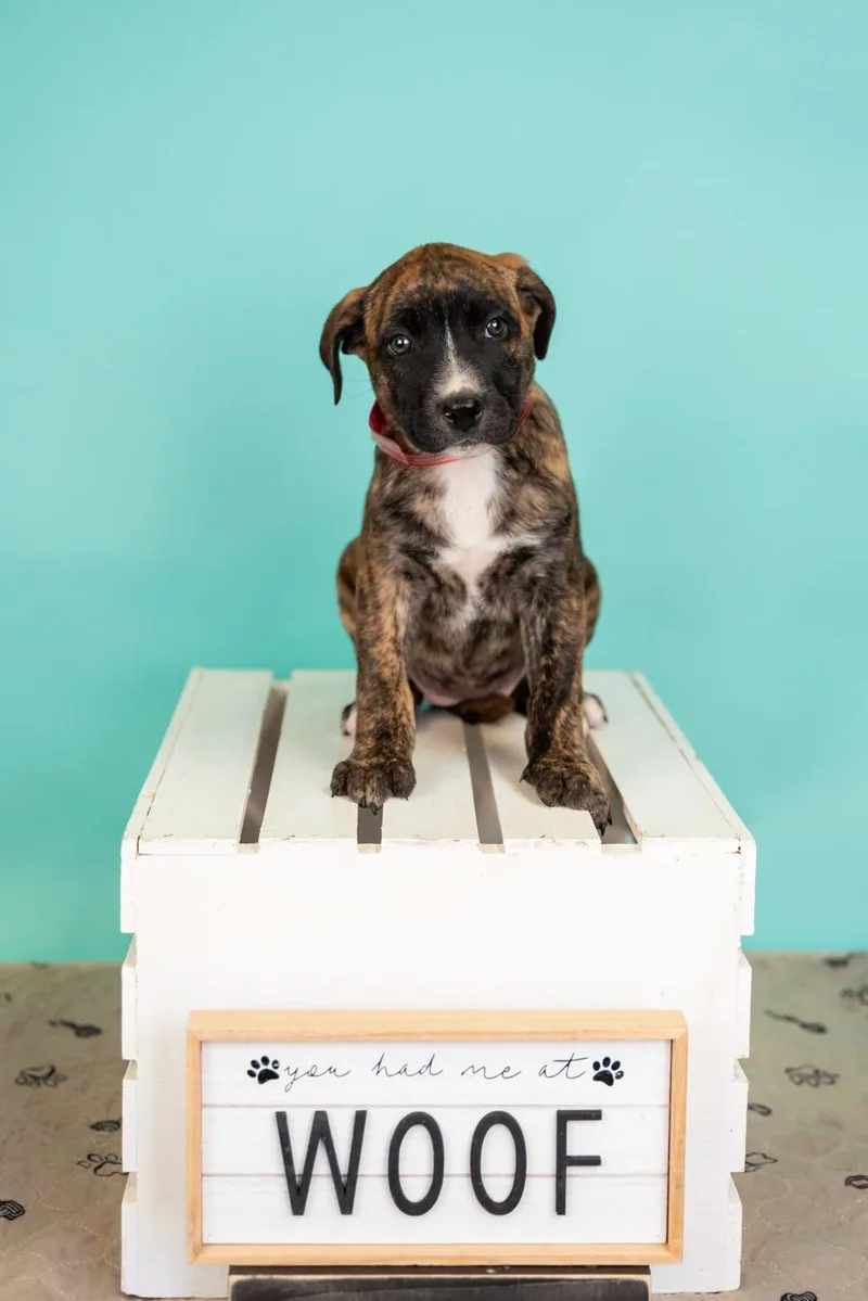 A baby medium-sized male Shepherd dog named 330-26 for adoption in Brighton, CO