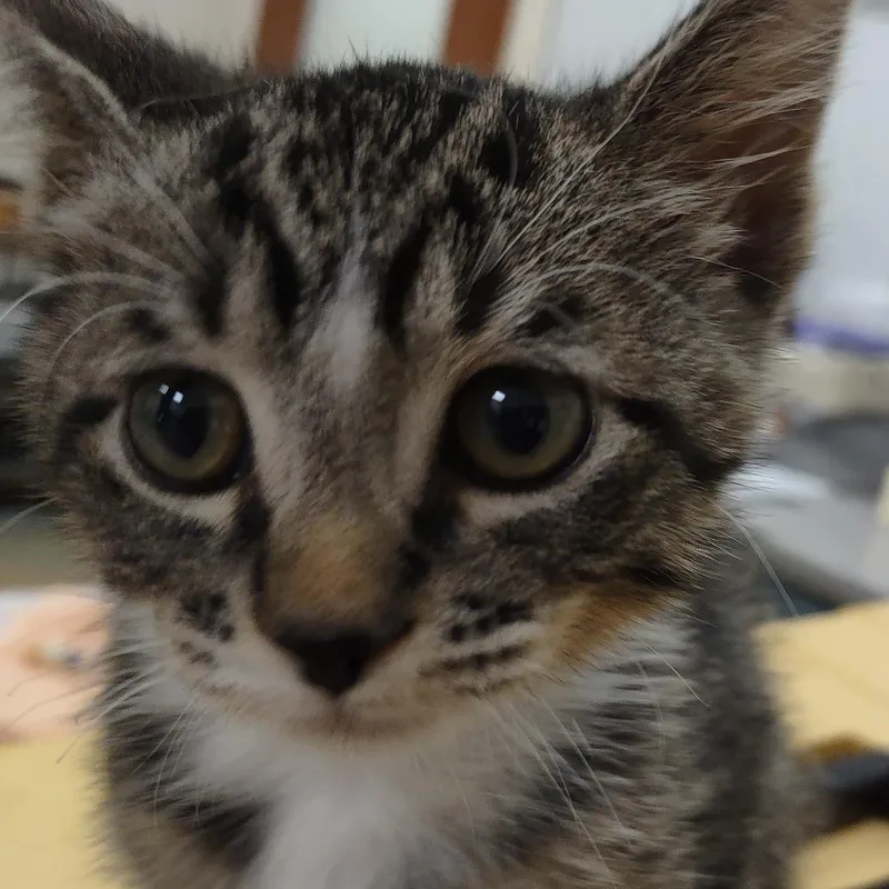 A baby small-sized female Brown / Chocolate Domestic Short Hair cat named Haden for adoption in Upland, CA