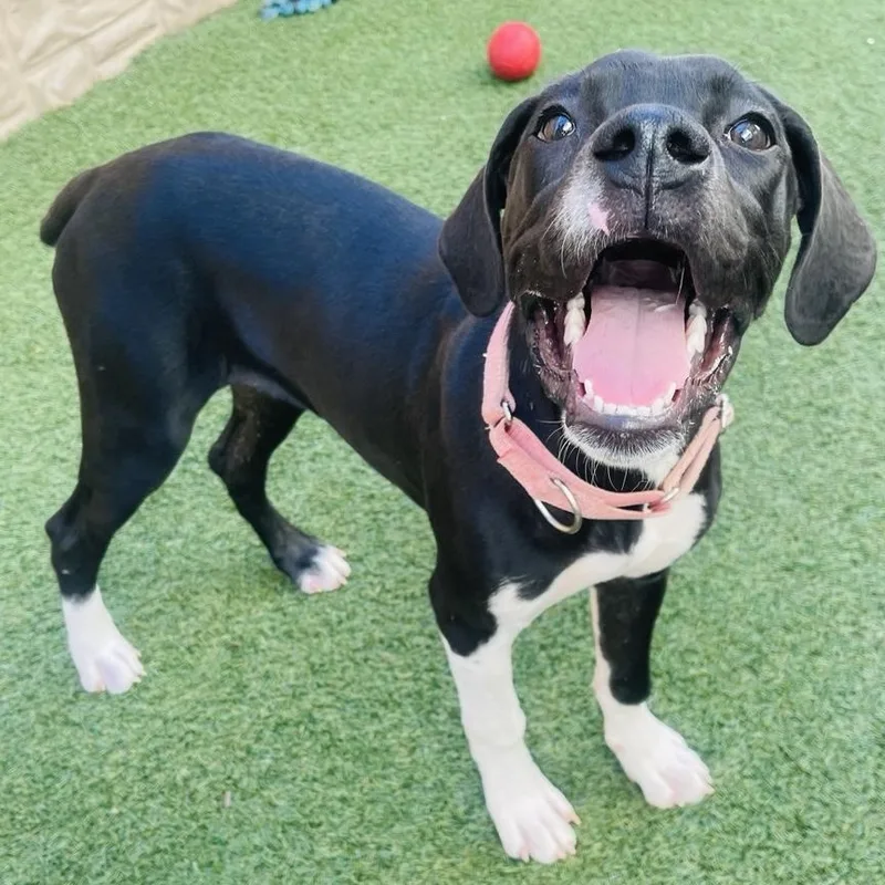 A baby medium-sized female Great Dane dog named Chloe for adoption in Houston, TX