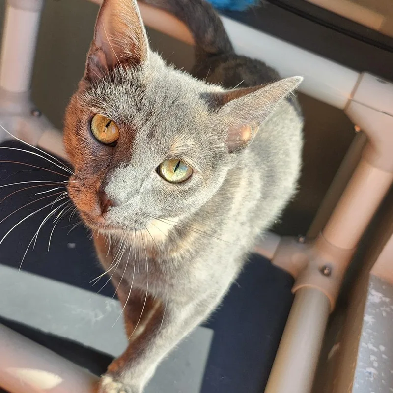 An adult medium-sized female Gray / Blue / Silver Domestic Short Hair cat named Mariah for adoption in Ponca City, OK
