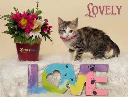 A baby small-sized female Domestic Short Hair cat named Lovely for adoption in Fairhope, AL