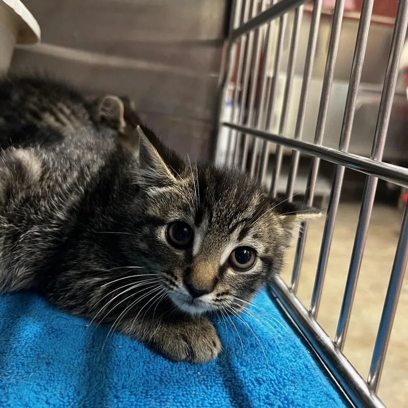 A baby small-sized male Brown / Chocolate Domestic Short Hair cat named Ricky for adoption in Harrisville, WV