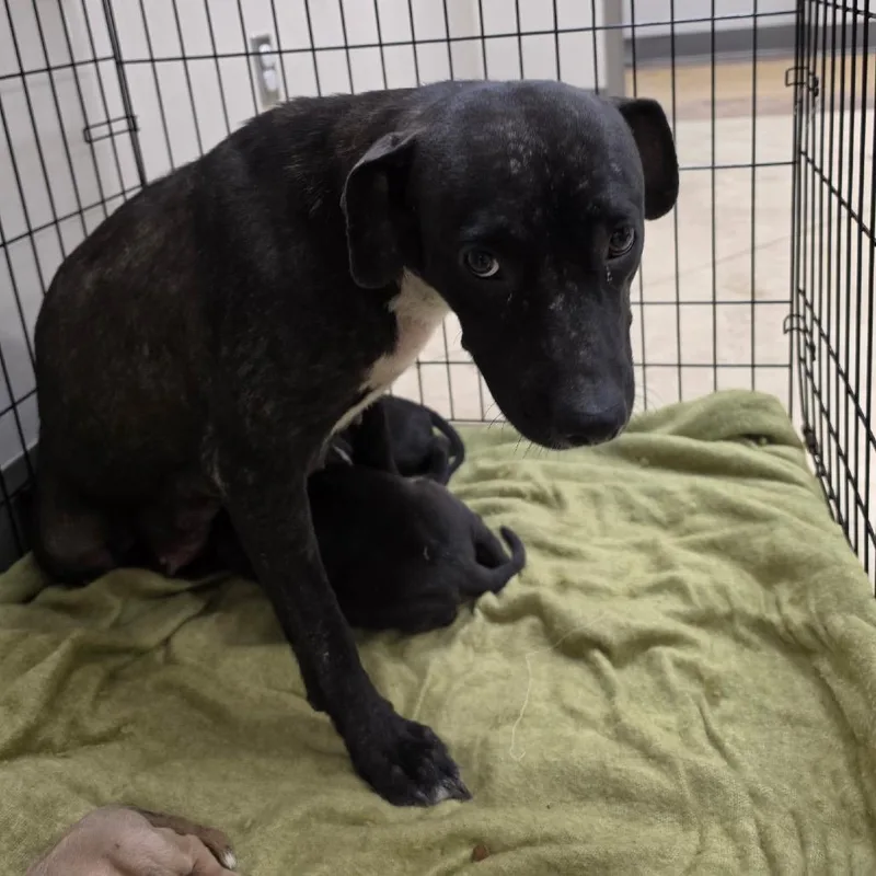 An adult medium-sized female Black Terrier dog named Tink U for adoption in Tupelo, MS