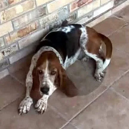 A young medium-sized female Basset Hound dog named Sarah for adoption in Mays Landing, NJ