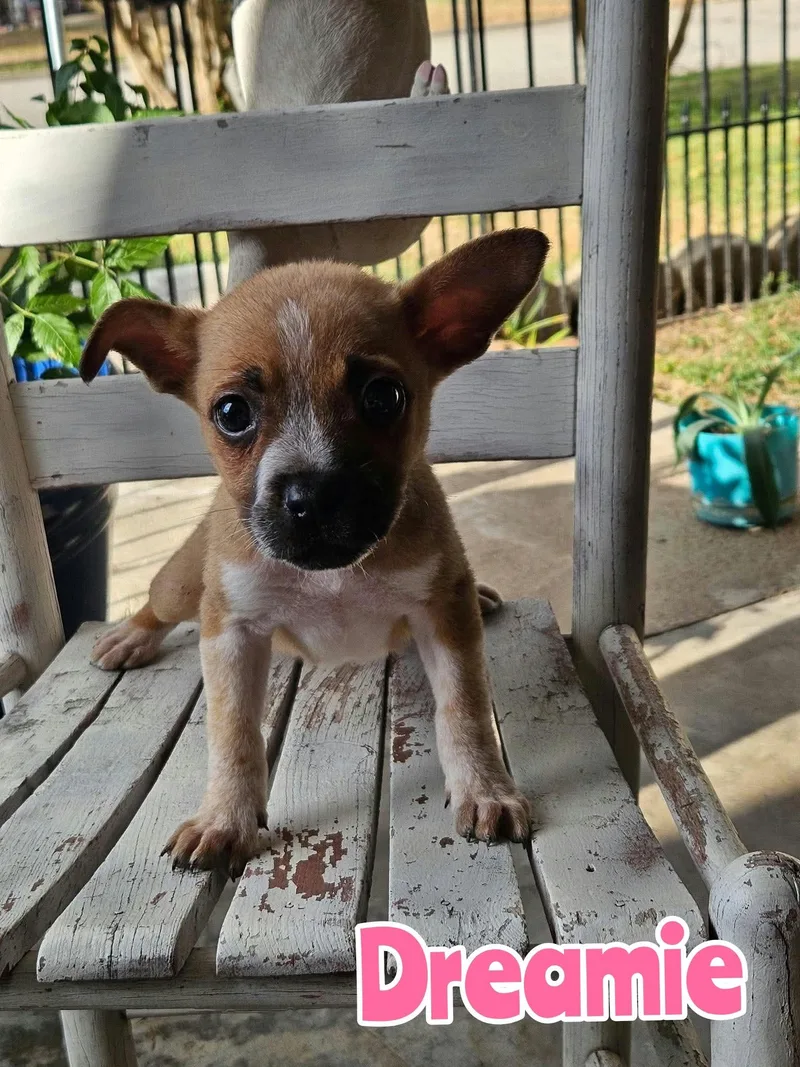 A baby large-sized female Australian Cattle Dog / Blue Heeler dog named Dreamie for adoption in New Baltimore, MI