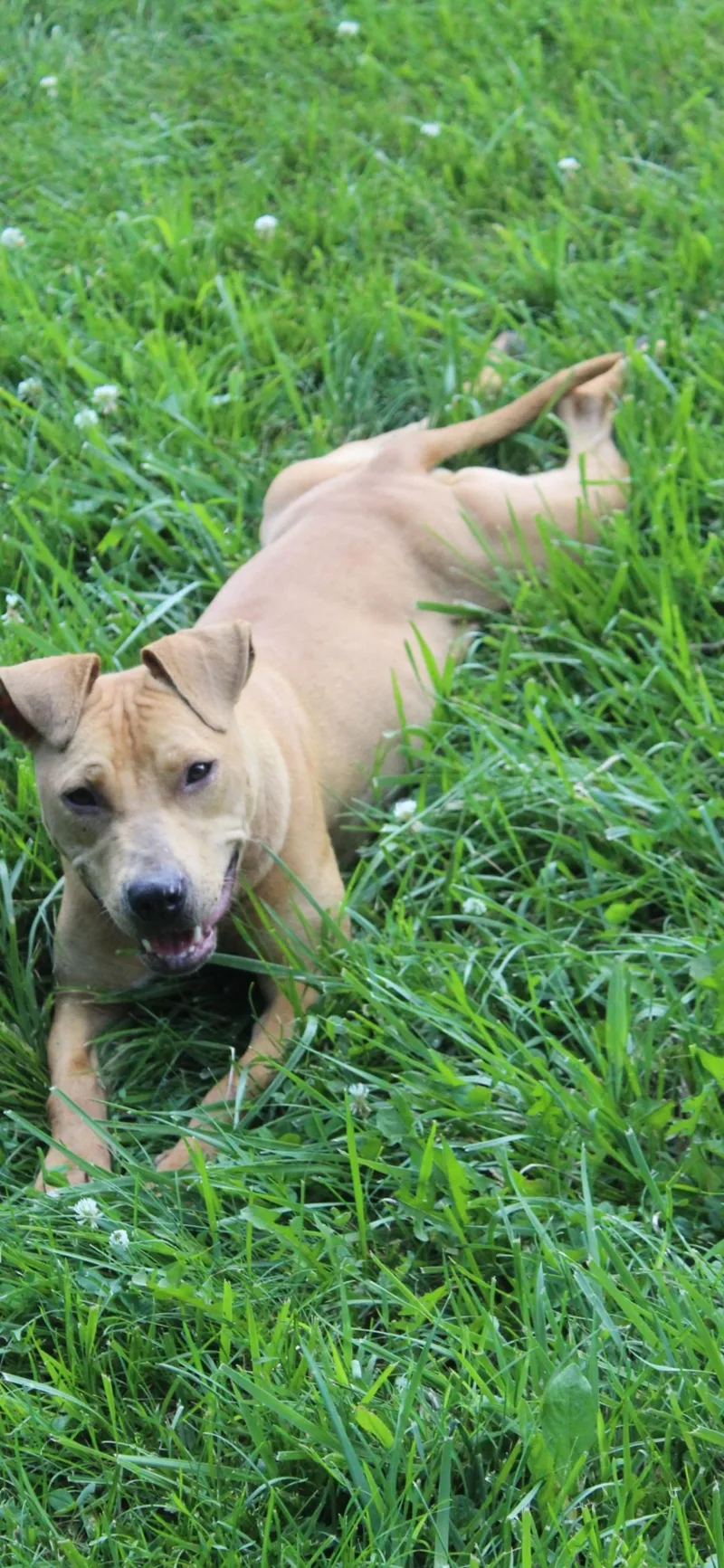A young medium-sized female Golden Mixed Breed dog named Brownie for adoption in Berea, KY