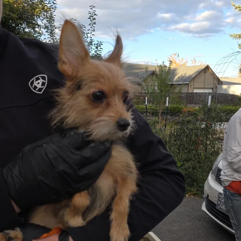 An adult small-sized female Brown / Chocolate Mixed Breed dog named Pheobe for adoption in Klamath Falls, OR