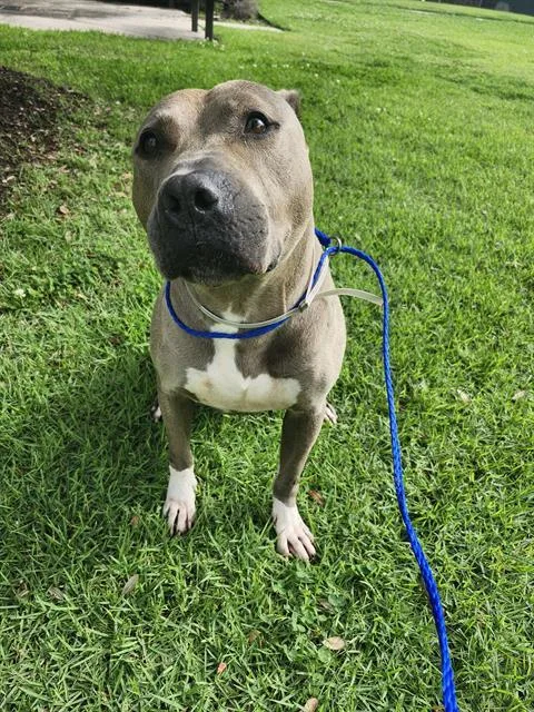 An adult large-sized male Staffordshire Bull Terrier dog named Nimbus for adoption in Houston, TX