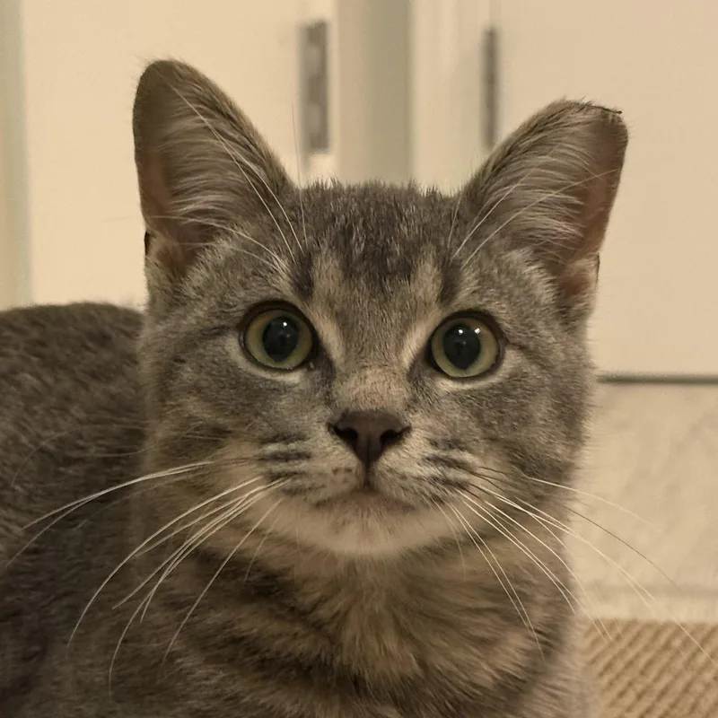 A young medium-sized male Tabby (Gray / Blue / Silver) Domestic Short Hair cat named Sokka for adoption in East Lansing, MI