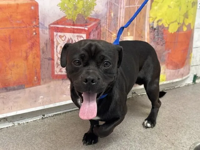 A baby small-sized male Pit Bull Terrier dog named Jimmie for adoption in San Bernardino, CA