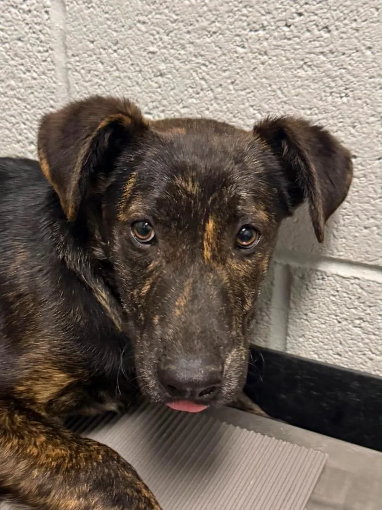 A baby medium-sized male German Shepherd Dog dog named Bellamy for adoption in Henderson, NC