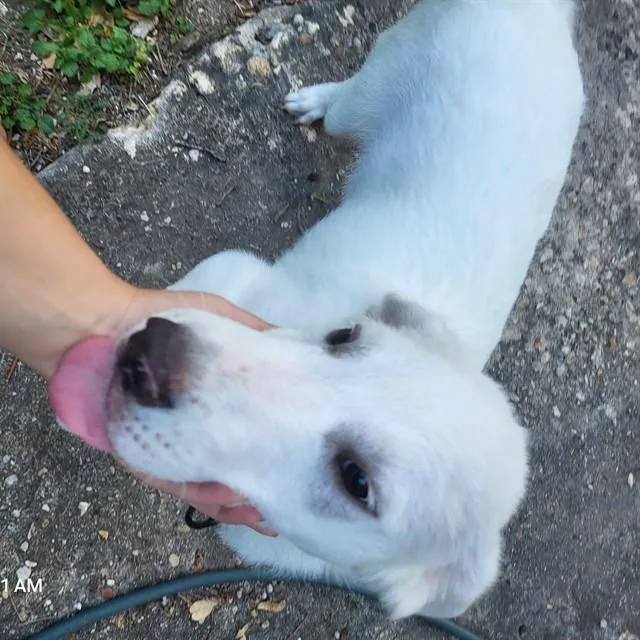 A baby medium-sized male Great Pyrenees dog named Queso Fresco for adoption in San Antonio, TX