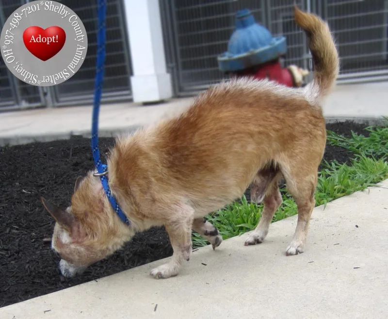 A senior small-sized male Chihuahua dog named Jack Yrly for adoption in Sidney, OH