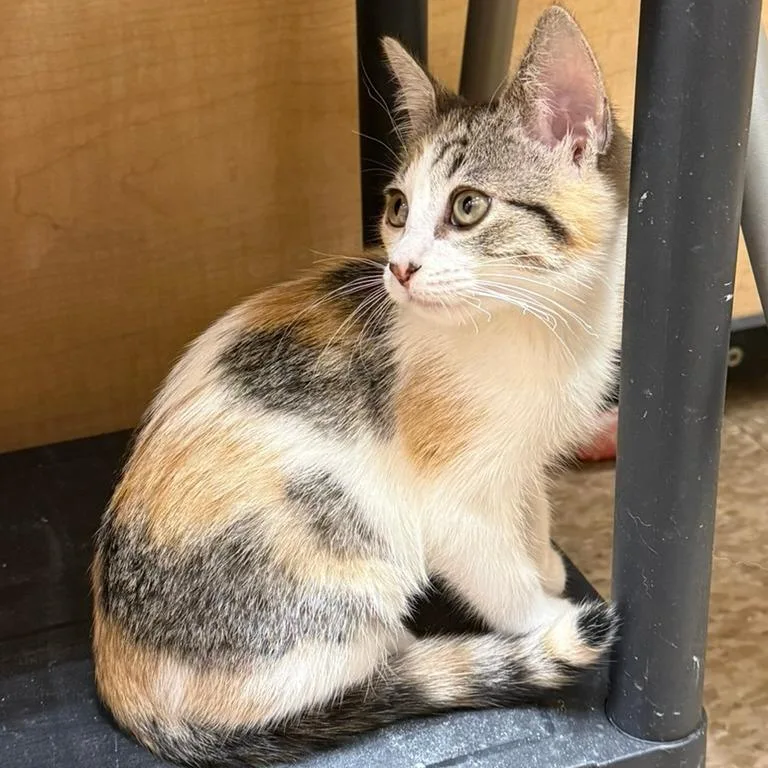 A young small-sized female Calico Domestic Short Hair cat named Zoey for adoption in Los Angeles, CA