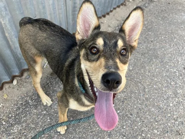 A young medium-sized male Husky dog named Ranko for adoption in Albuquerque, NM