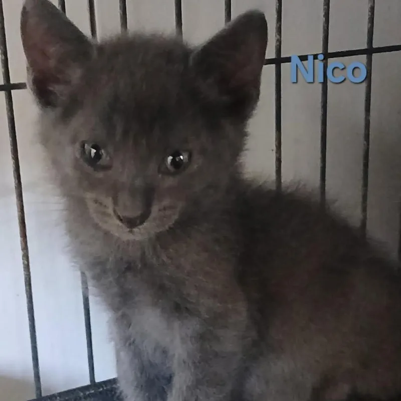A baby small-sized male Gray / Blue / Silver Domestic Short Hair cat named Pop It for adoption in Gainesville, FL