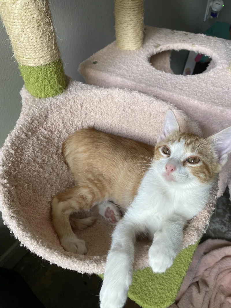 A baby small-sized female Orange & White Domestic Short Hair cat named Winnie Rf Petsmart for adoption in Spring, TX