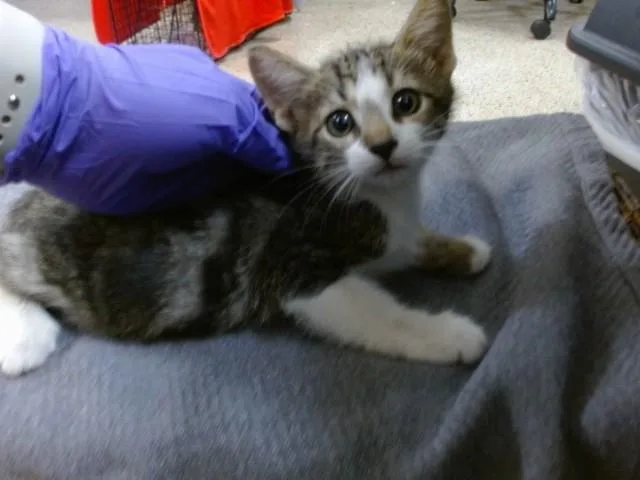 A baby small-sized female Domestic Short Hair cat named Fairlady for adoption in Miami, FL