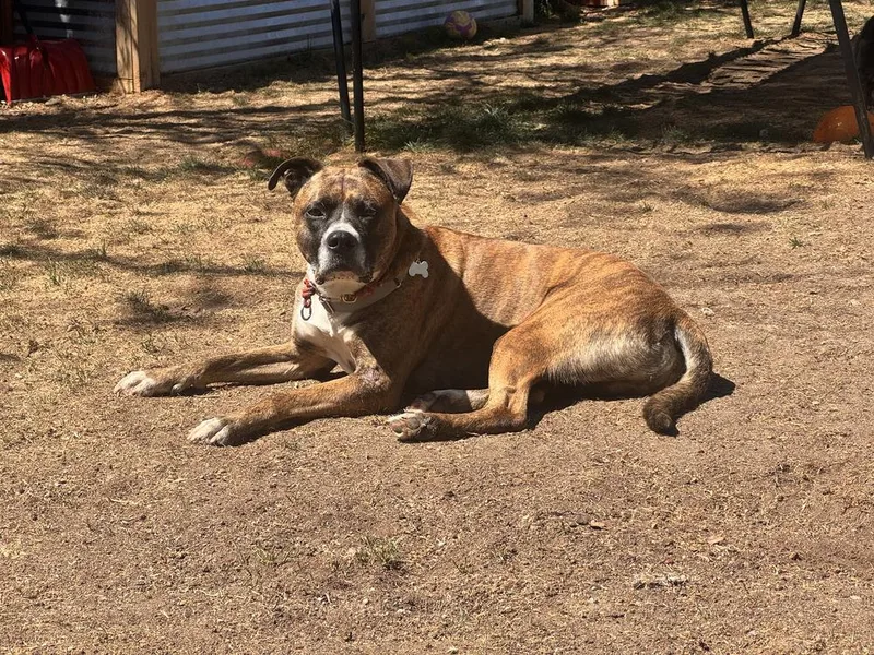 An adult large-sized male Boxer dog named Reaper for adoption in Littleton, CO