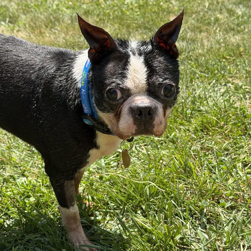 An adult small-sized male Black Boston Terrier dog named Marky Mark for adoption in Grosse Pointe Park, MI