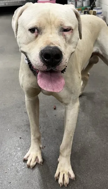 A young medium-sized male American Bulldog dog named Boe for adoption in Upper Marlboro, MD