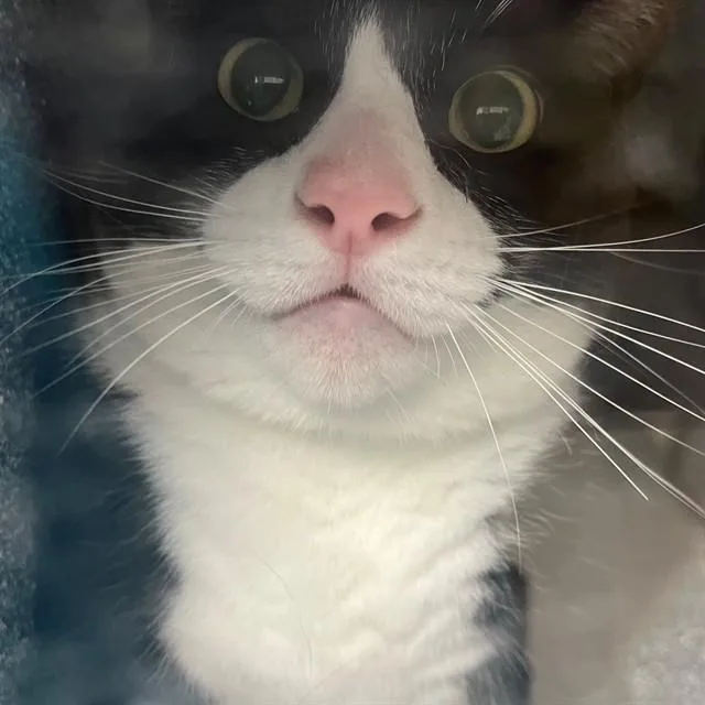 An adult large-sized male Domestic Short Hair cat named Oreo for adoption in Naples, FL