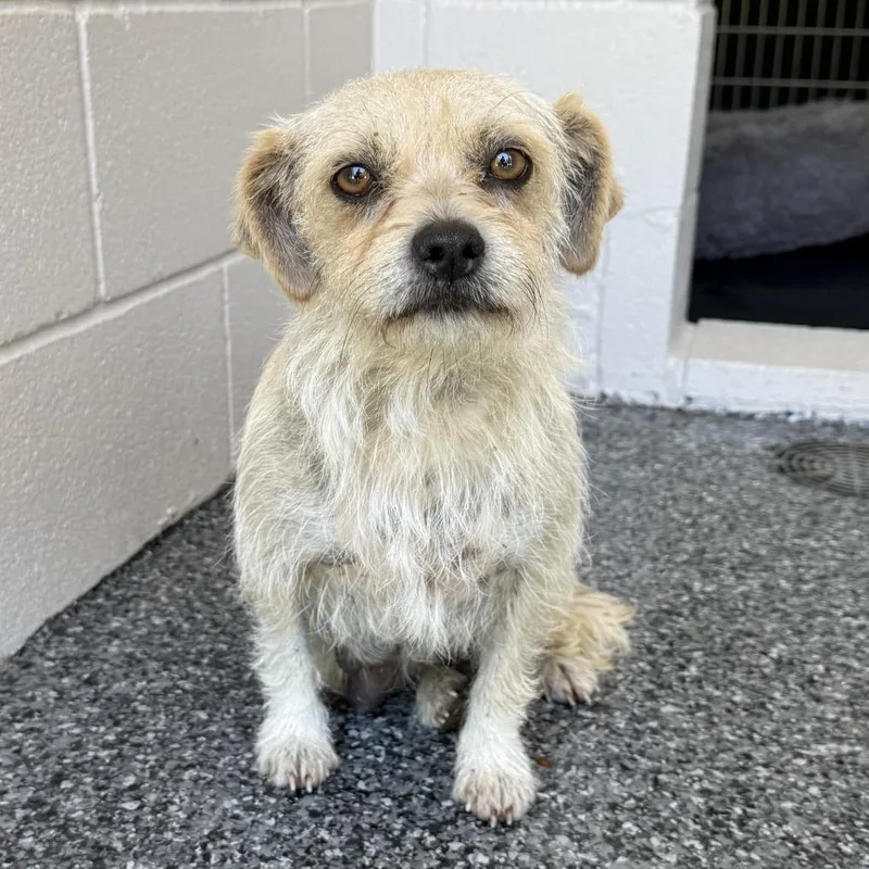 An adult small-sized female White / Cream Wirehaired Terrier dog named Vinyl for adoption in Buchanan Dam, TX