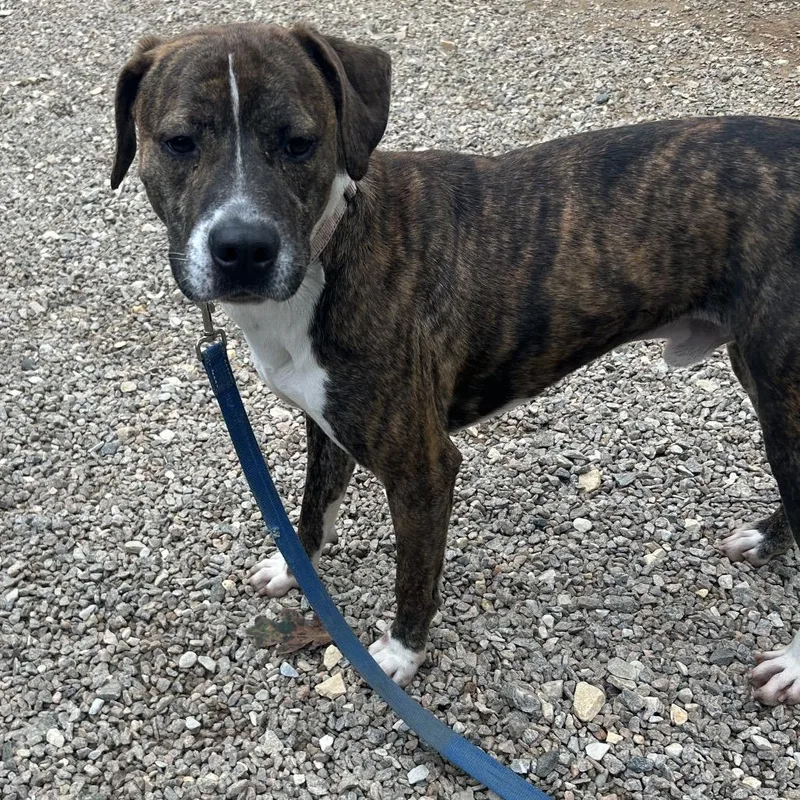 An adult medium-sized male Brindle Mixed Breed dog named Rhett for adoption in Auburn, AL