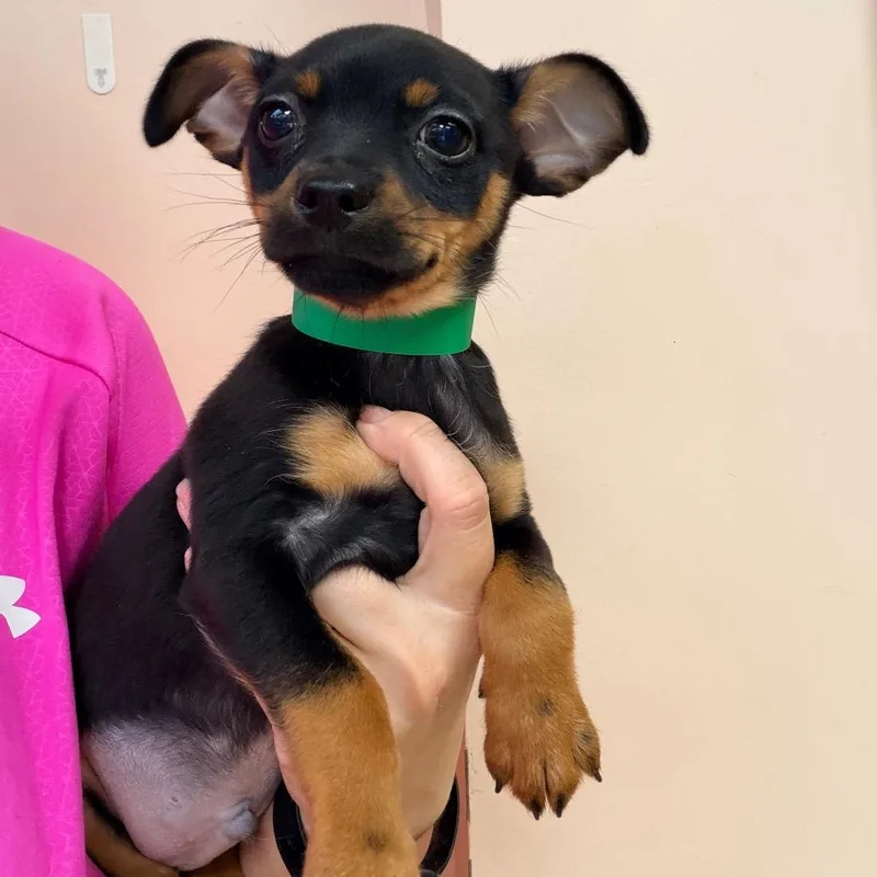 A baby small-sized male Black Chihuahua dog named Pedro for adoption in Columbus, GA