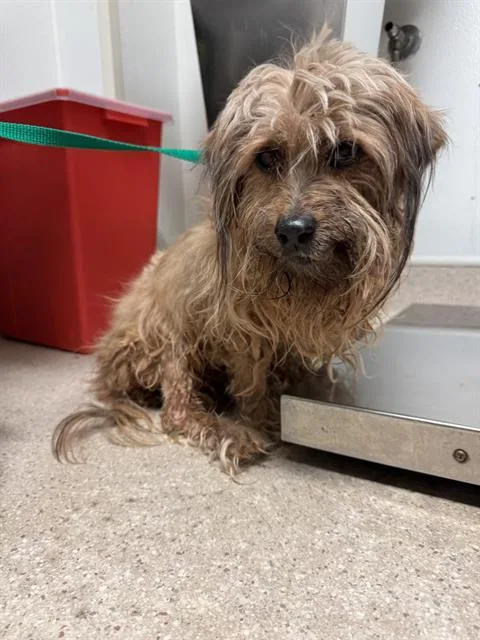 A senior small-sized female White / Cream Lhasa Apso dog named Daisy URGENT for adoption in Thousand Oaks, CA
