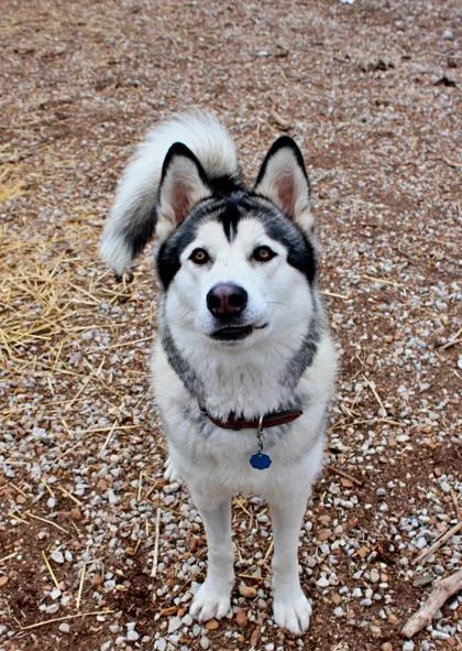 An adult large-sized male Siberian Husky dog named Silver for adoption in Morton Grove, IL