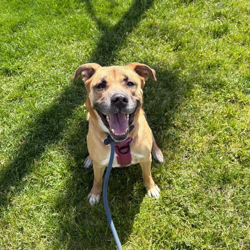 An adult medium-sized female Yellow / Tan / Blond / Fawn Shepherd dog named Koda for adoption in Spokane, WA