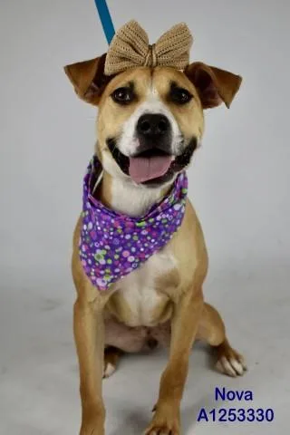 A young medium-sized female Beagle dog named Nova for adoption in Bakersfield, CA