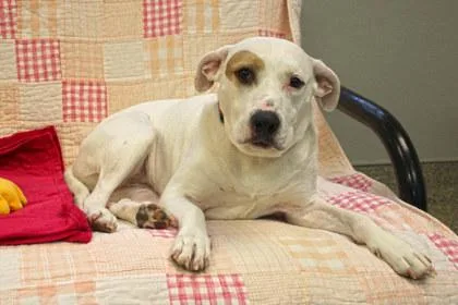 A senior large-sized female Hound dog named Bella for adoption in Kansas City, MO