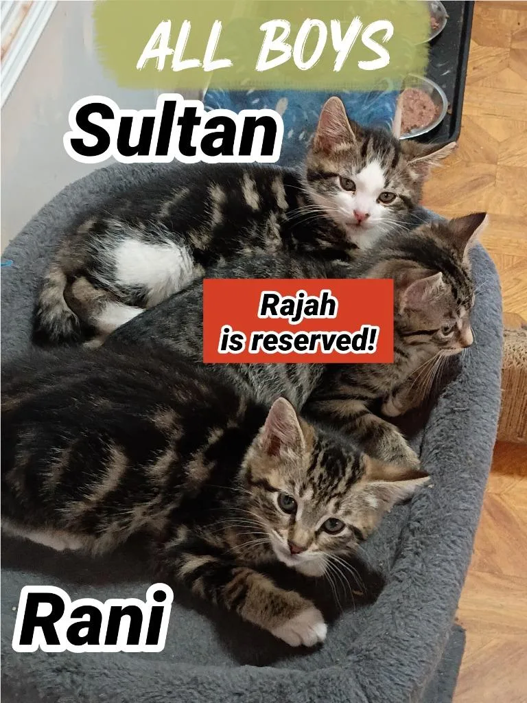 A baby small-sized male Domestic Short Hair cat named Rani for adoption in LIberty, NY