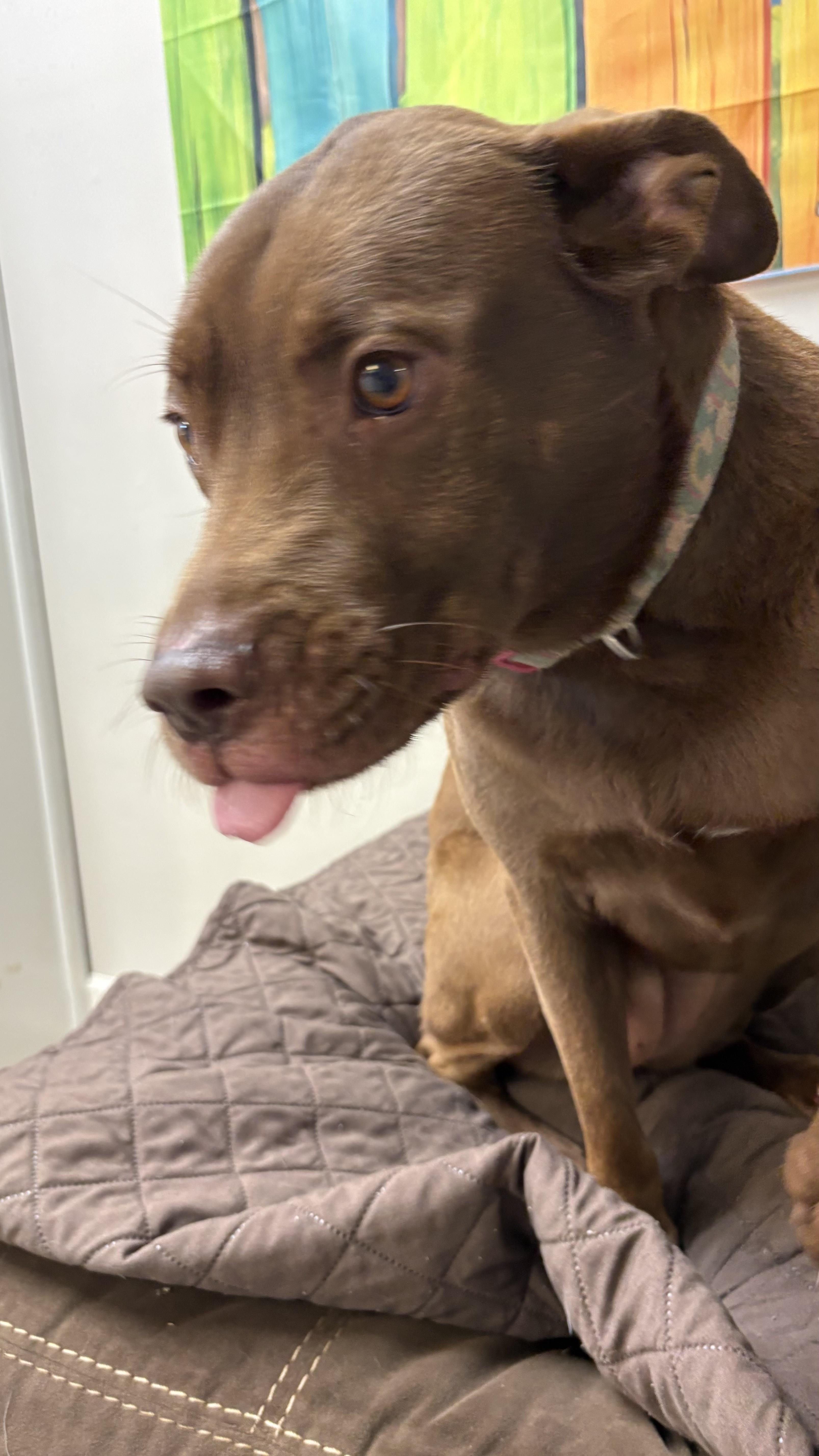An adult large-sized female Chocolate Labrador Retriever dog named Coco for adoption in Marietta, GA