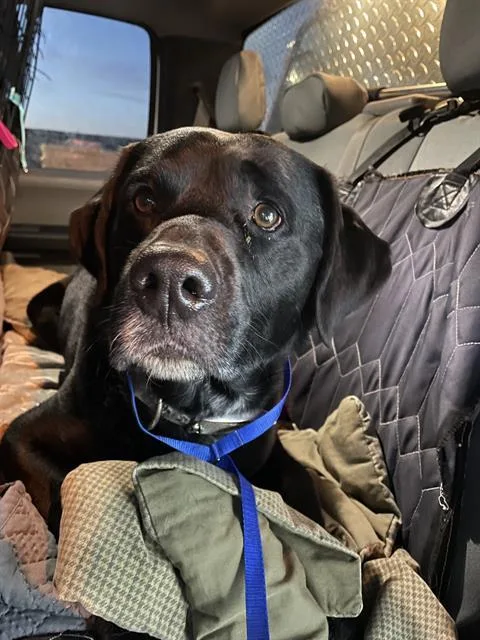 An adult large-sized male Labrador Retriever dog named Ben for adoption in Casper, WY